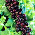 Black Velvet Gooseberry Bush Live Plant Well Rooted, 5-9 Inc Height, Gooseberry Plant Live for Planting