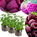 04 Raspberry Plants Live for Planting, Outdoor Spring Fast-Growing, 4-6" Sweet Berry Fruits Seedlings (Glencoe Thornless Raspberry)