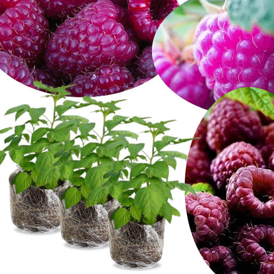04 Raspberry Plants Live for Planting, Outdoor Spring Fast-Growing, 4-6" Sweet Berry Fruits Seedlings (Glencoe Thornless Raspberry)