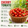 2 Cherry Tomato Plants, 5-8 Inc Tall, Live Vegetable Plant