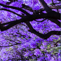 Jacaranda Tree Plant Live, 4 Inc Potted, Jacaranda Mimosifolia Purple Flowering Tree for Planting Outdoor Garden