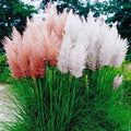 Pink Pampas Grass Plant Live, 4'' Potted, Perennial Ornamental Pampas Grass Live Plant, 4 to 7 Inc Tall