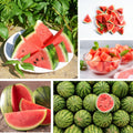 Watermelon Plant, Red Watermelon Plants Live, 4-6 Inches Tall, Fast Growing and Sweet Fruit for Outdoor Gardening or Backyard, 2 Plant Per Pot