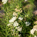 2 Milkweed Live Plants 4–7 Inches Tall, Milkweed Flowering Plants for Garden Beds, Borders or Landscape (White Milkweed)