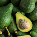 Dwarf Avocado Tree Live Plant, Outdoor Garden Tree, 6-12 Inch Tall