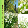 White Lily of the Valley Bulbs for Planting, 6 Bareroots May Lilies Plant for Outdoor Gardening, Stunning White Flowers for Long Lasting Blooms