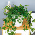 Ivy Plant Live Fast-Growing, Potted 3-5" in Tall, Climbing Indoor Outdoor Houseplant, Easy Care Trailing Vine, Fast Growing Small Starter Plant for Home Office Décor (Golden Boston Ivy)