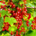 Red Currant Live Plant, 4-7 Inch Tal Potted Berry Plant - Edible Fruit Shrub for Garden, Patio, and Container Growing
