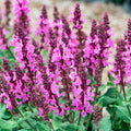 Pink Rose Sage Live Plant, Salvia Plant Live Herb for Grow Indoors Outdoor in 3 Inch Pot