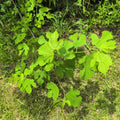 Sassafras Tree, Outdoor Landscape Shrub, 1-2 Ft Tall