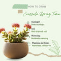 Crassula Springtime Live Planting Indoor, Rare Succulent Plant Fully Rooted in 2 Inc Pot