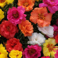 4 Assorted Portulaca Live Plants, Moss Rose Portulaca Plants 4-8'' Tall, Rare Flower for Outdoor Garden, Containers or Patio