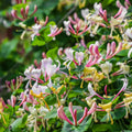 Purple Honeysuckle Plant, Honeysuckle Vine Plant Live from 5 Inch Tall, 2.5 Inches Pot for Planting Outdoor