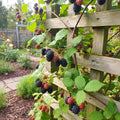 Set 2 Boysenberry Plants, Thornless Boysenberry Plants Live for Planting, 4-6 Inc Tall, Indoor Outdoor Growing