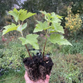 American Black Currant Live Fruit Plant, 6-12" Tall Starter Shrub for Garden, Patio, and Outdoor Spring Growing