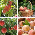 Grafted Peach Tree Live Plant, Well Rooted Peach Plant 1 Feet Tall for Planting Outdoor, Dormant, Ready to Bear Fruit Within 1-2 Years