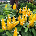 2 Yellow Shrimp Plants for Garden, 3 Inc to 5 Inch Tall, Fragrant Flower Live Plant, Shrimp Live Plants, Live Shrimp Plants