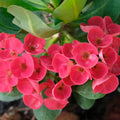 Crown of Thorns Plant Live, Red Euphorbia Milii Plant in 4 Inch Pot, Cactus Plant, Live Cactus Plant Indoor, Succulents Plant Live