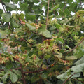 Hardy Hazelnut Tree Plant Live Bare Root 1-2 Feet Tall