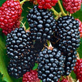Chester Thornless BlackBerry Plants Live for Planting, 8 Months Old BlackBerry Fruit Tree for Growing Outdoor, High Yielding, Dormant in Winter