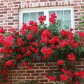 Rose Plant Live in Pot for Planting, Fragrant Roses Flowers, Summer Blooming Ornamental Garden Shrub (Red Climbing Rose)