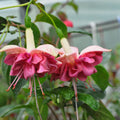 Pack 2 Fuchsia Plants Live, Vibrant Fuchsias Hanging Flowering Plant 3-5 Inches, Gardens, Patios, and Indoor Growing (Rose Color Flowers)