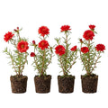 4 Portulaca Plants Live, Moss Rose Flower Plant for Outdoor Garden, Ground Cover Plant for Patio Containers, Borders or Landscape 4-7 Inches (Red)