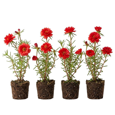 4 Portulaca Plants Live, Moss Rose Flower Plant for Outdoor Garden, Ground Cover Plant for Patio Containers, Borders or Landscape 4-7 Inches (Red)