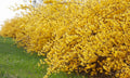 1 Lynwood Gold Forsythia Plant Live, Yellow Forsythia Shrub Golden Bells, in 4" Pot, 6-12" Tall