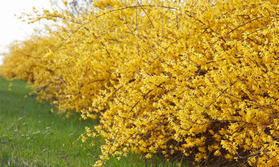 1 Lynwood Gold Forsythia Plant Live, Yellow Forsythia Shrub Golden Bells, in 4" Pot, 6-12" Tall