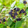 03 BlackBerry Bushes Plants Live, 4-6" in for Spring Planting, Outdoor Growing, High-yielding Blackberries Trees, (Triple Crown Thornless BlackBerry)