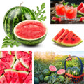 Red Watermelon Live Plant, Sweet Watermelon Seedling from 4-6 Inches Tall, Easy Care Fruit Bearing Plant for Garden Beds, 2 PPP