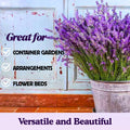 Lavender Plant Live, Fragrant Lavender Herb with Purple Blooms, Gardens, Containers, and Indoor Planting 2-3 Inches (Spanish)