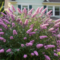 Potted Butterfly Bush Live Plant, 5-9" in Tall, Cold Hardy, Spring Outdoor PlantingBlooms Summer to Fall, Dormant in Winter (Cool Purple Buddleia Plant)