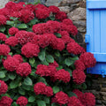 Hydrangea Live Plant in 2.5 Inc Pot, Hydrangea Tree Shrub Bush Perennial Outdoor Planting, Change Color Each Season (Ruby Red Pink)