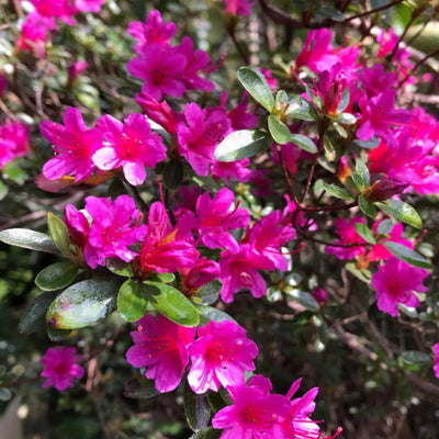 Pink Azalea Plant Live, Cold Hardy Azalea Plant, Hardy Flowering Shrub for Outdoor Planting, 4-7 Inches Tall in 4'' Pot