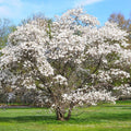 Star Magnolia Tree Live Plant, White Magnolia Shrub Tree Live Plant in 2.5" Pot, 6-12 Inches Tall