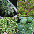 4 Random Herbs Plant Live, Basil, Rosemary, Stevia, Lemon Balm, Other Herb Plant, Live Herb Collection for Gardening, Well Rooted, No Pot