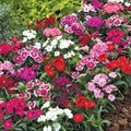 Random Color Dianthus Live Plant, Dianthus Carnation Perennial Plant Live, Very Fragrant Mixed Colors, Size 3-6 Inc in Pot