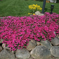Pink Creeping Phlox Plants, Starter Phlox Live Plant, Well Rooted, Perennial Ground Cover, 1-3" in Tall, No Pot