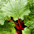 Red Rhubarb Plant for Planting, Rhubarb Root Plant, Cold Hardy Perennial Vegetable, Bare Root, 4-6 Inc, Indoor Outdoor Growing