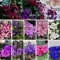 Random Blooms African Violets Live Plants in Pots, Live African Violet Plants House Plant for Indoor Outdoor Décor, 4" Pot, Well-Rooted and Year-Round Blooming