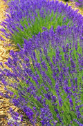 Pink Purple Lavender Herb Live Plants, French Lavender Well Rooted Plugs, Perennial Flowers 3-6 Inc Tall