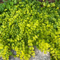 Golden Creeping Jenny Plug Live Plant, Colorful Trailing Ground Cover, Golden Foliage, 2-5 Inches Tall in Pot for Growing