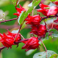 Hibiscus Sabdariffa Plant Live, Red Roselle Hibiscus Plant Live, Jamaican Sorrel Hibiscus Flowers, 4-8 Inch Tall, in 4" Pot