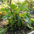 Green Zucchini Live Plant, Zucchini Vegetable Vine Plant, 4-7" Tall in Pot