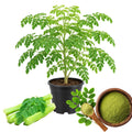 Live Moringa Tree, Moringa Oleifera Plant, 4-8 Inches Tall