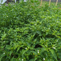 Chiltepin Pepper Plant Live, Chiltepin Pepper Plants, Chili Live Plant, 4-7 Inches Tall, 4 Inch Pot for Growing