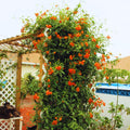 Sets 4 Orange Mexican Flame Plants Live Vine for Outdoor Planting, Starter Size 4-7" in Tall, No Pot, Fast-Growing, Long Bloomer