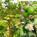 Guava Tree Live Plant 6-9” Tall, Tropical Guava Seedling for Garden and Container Growing (White Guava)